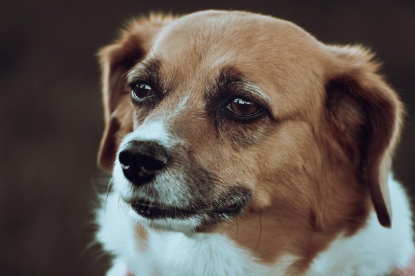 Des gamelles pour chat : confort et style pour tous les âges