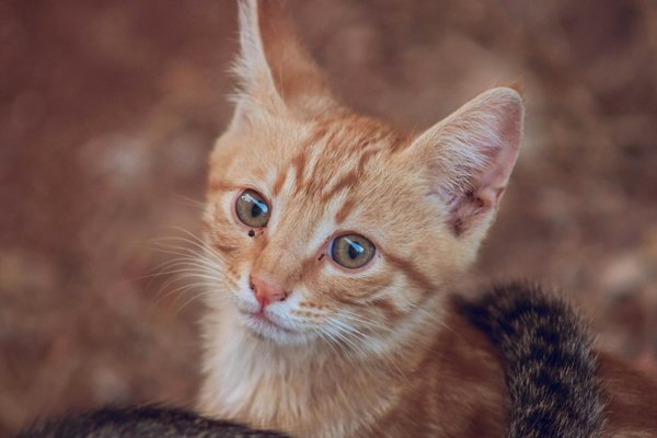Photographie des animaux exotiques : conseils et astuces