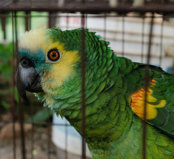 Maladies reproductives chez les chats