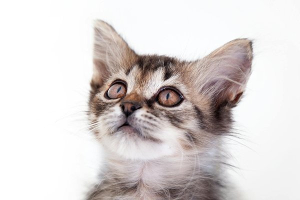 L'élevage de sauterelles pour l'alimentation animale