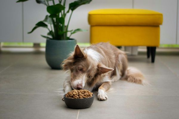 Les indispensables pour votre chien à Lyon : nourriture et équipements